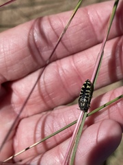 Acmaeodera solitaria