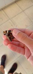 Vanessa atalanta