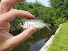 Eucinostomus harengulus