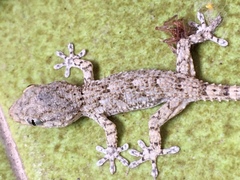 Tarentola mauritanica