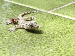 Tarentola mauritanica