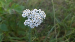 Achillea millefolium