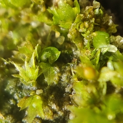 Physcomitrium patens