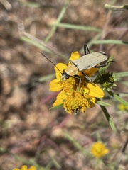 Chauliognathus misellus