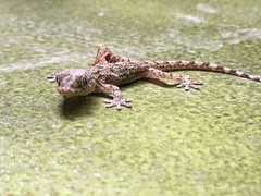 Tarentola mauritanica