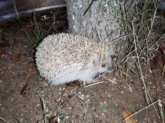 Erinaceus amurensis