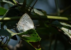 Symbiopsis lenitas