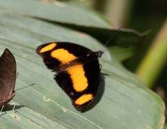 Catonephele chromis chromis