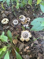 Geastrum