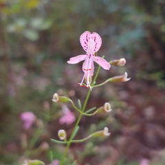 Dicerandra linearifolia robustior