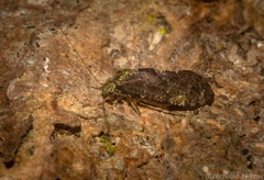 Psocetae