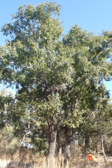 Diospyros mespiliformis