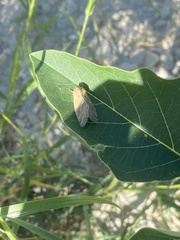 Bagisara rectifascia