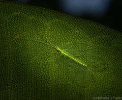 Ankylopteryx pallida