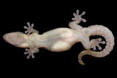 Mourning Gecko photo 4