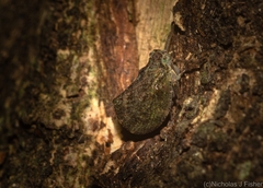 Cotylana angustifrons