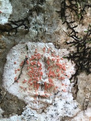 Arthonia cinnabarina