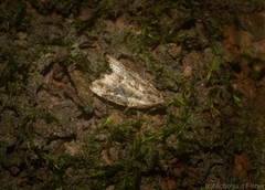 Aeolostoma scutiferana