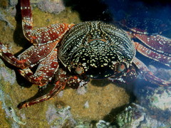 Grapsus tenuicrustatus