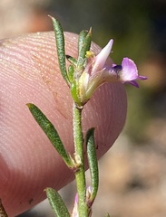 Muraltia dispersa