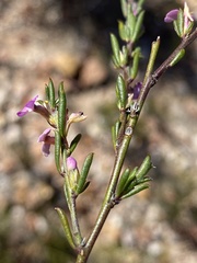 Muraltia dispersa