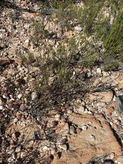Muraltia dispersa