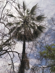 Copernicia prunifera