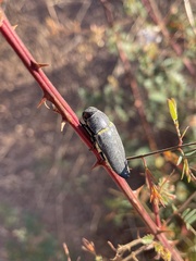 Hippomelas planicauda