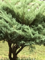 Cupressus × leylandii