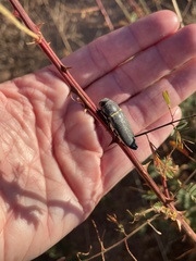 Hippomelas planicauda