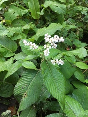 Koenigia campanulata