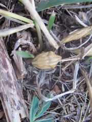 Odontotarsus