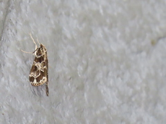 Paracymoriza olivalis