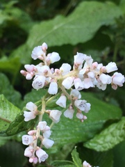 Koenigia campanulata