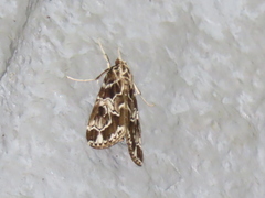 Paracymoriza olivalis