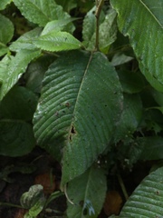 Koenigia campanulata