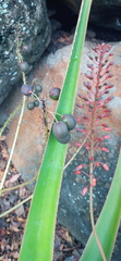 Aloe tormentorii