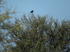 Knipolegus aterrimus