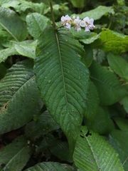 Koenigia campanulata