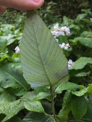 Koenigia campanulata