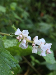 Koenigia campanulata