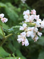 Koenigia campanulata