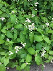 Koenigia campanulata