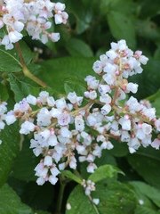 Koenigia campanulata