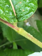 Koenigia campanulata