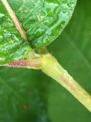 Koenigia campanulata