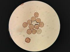 Uromyces trifolii-repentis