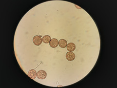 Uromyces trifolii-repentis