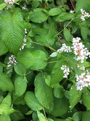 Koenigia campanulata