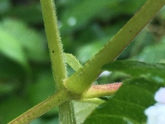 Koenigia campanulata